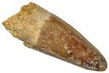 Cretaceous Fossil Crocodylomorph Tooth - Morocco #299218-1